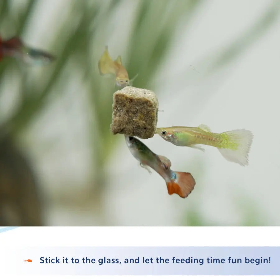 Aqueon Stick'ems Freeze-Dried Treats for Freshwater and Marine Fish - Premium Brine and Mysis Shrimp Fish Food