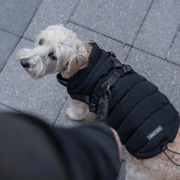 Canada Pooch Premium Dog Winter Puffer Jacket with Integrated Harness