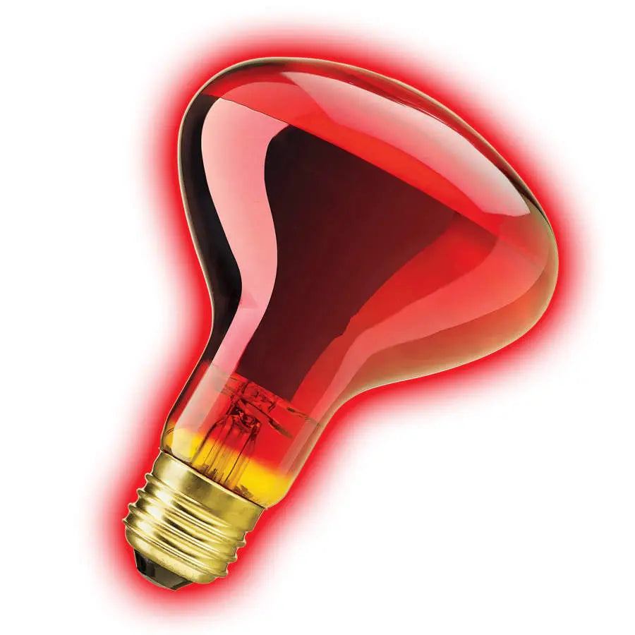 Zilla High - Performance Incandescent Spot Bulb for Reptile Terrariums