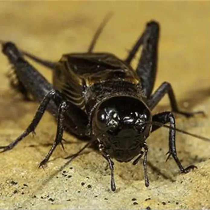 TropicZone High - Performance Gut Load for Cricket Growth