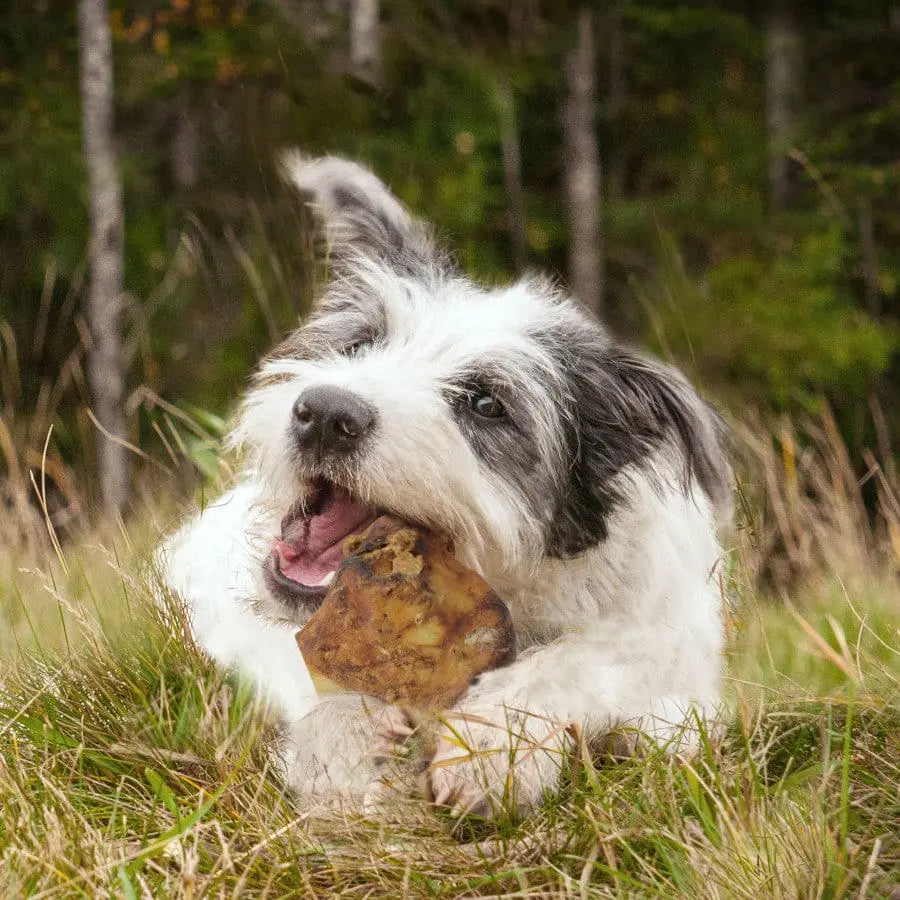 Cadet Farm to Paws Oven-Roasted Sliced Beef Knuckle Bones - Natural Long-Lasting Dog Chews