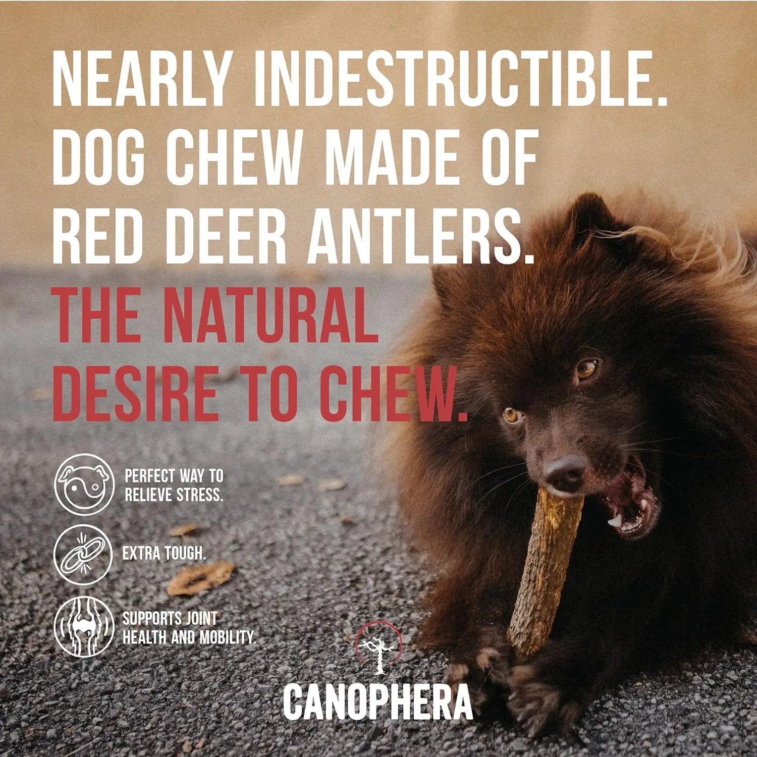 Canophera All - Natural Grade - A Whole Red Deer Antler Dog Chews for Healthy Teeth