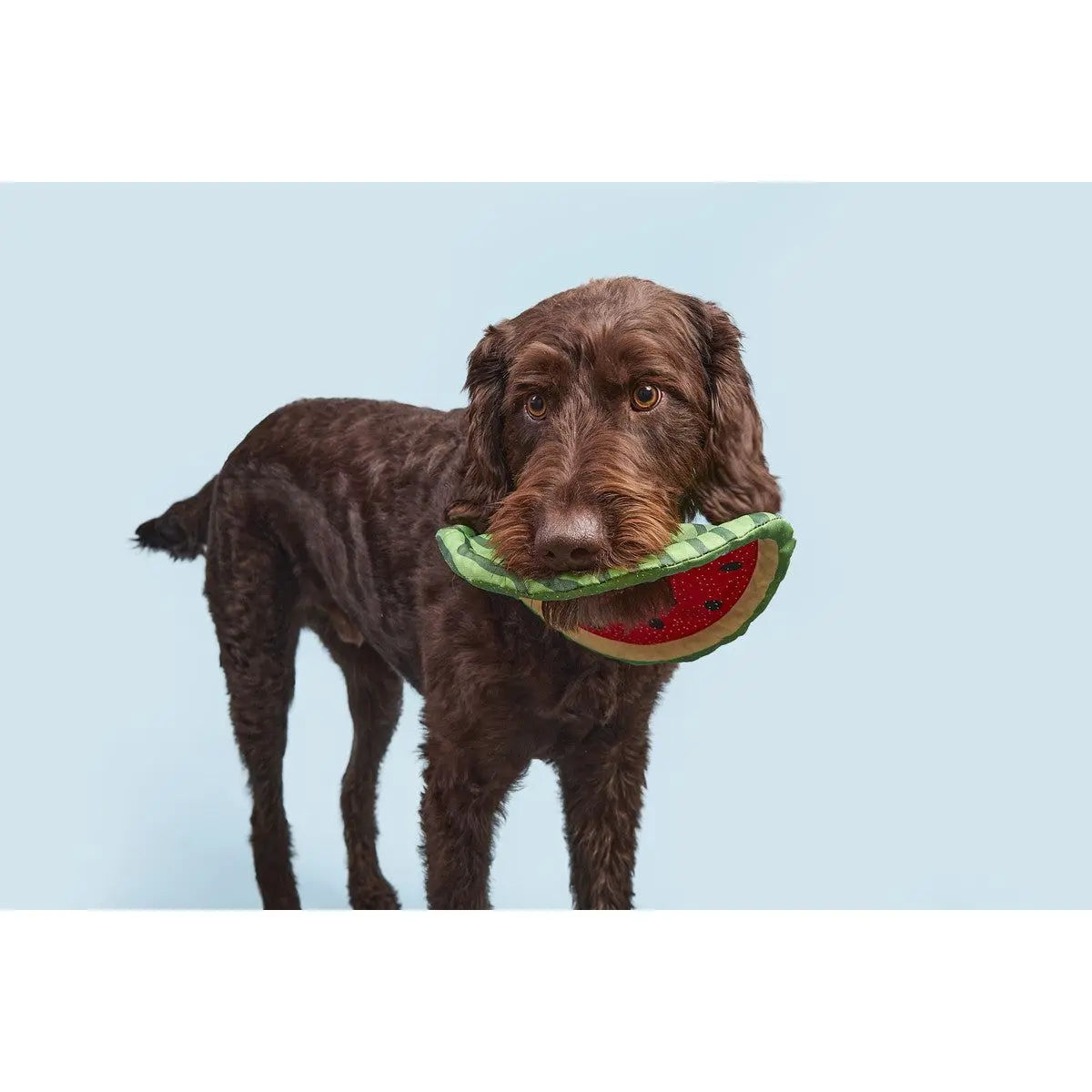 BARK Slobbermelon Durable Fetch Toy for All - Sized Dogs