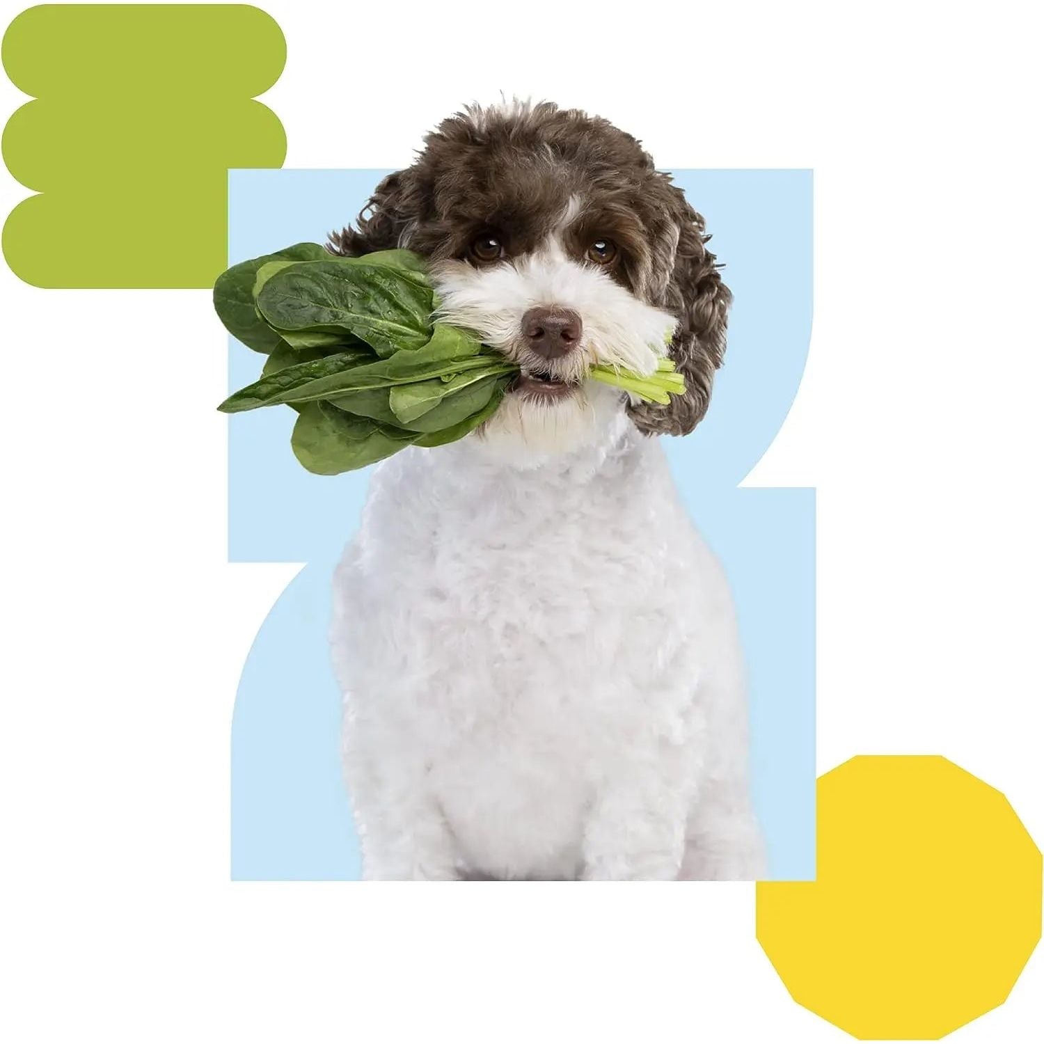 Wild Earth Allergen-Free Vegan Dog Food in Delicious Veggie Chick’N Kabob Flavor