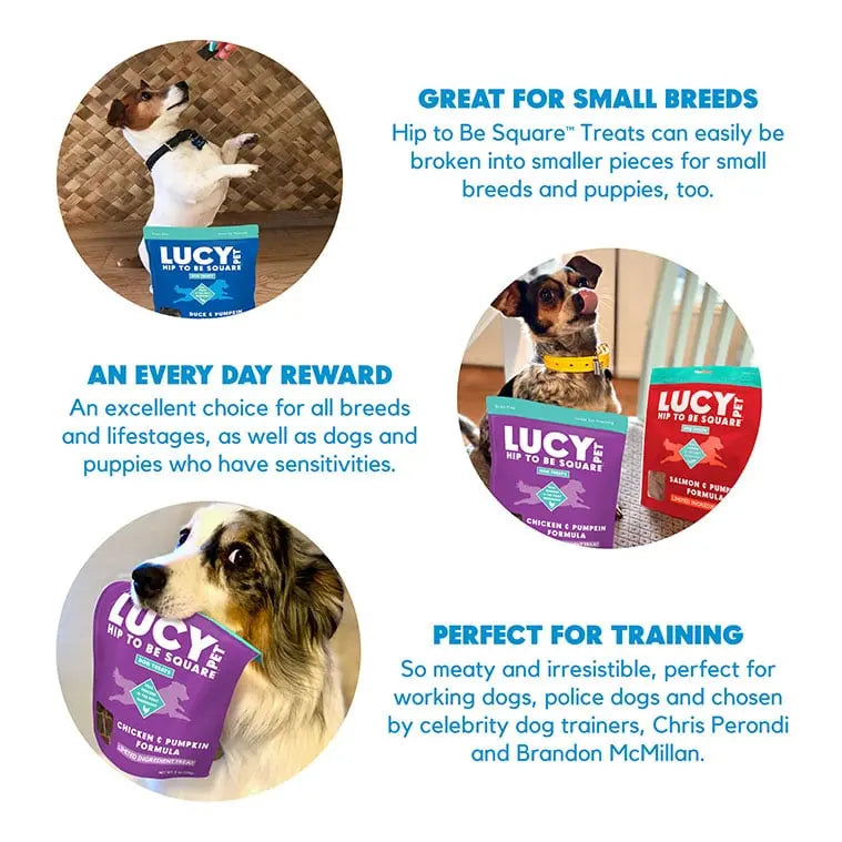 Lucy Pet Products High - Quality Limited Ingredient Salmon & Pumpkin Dog Treats