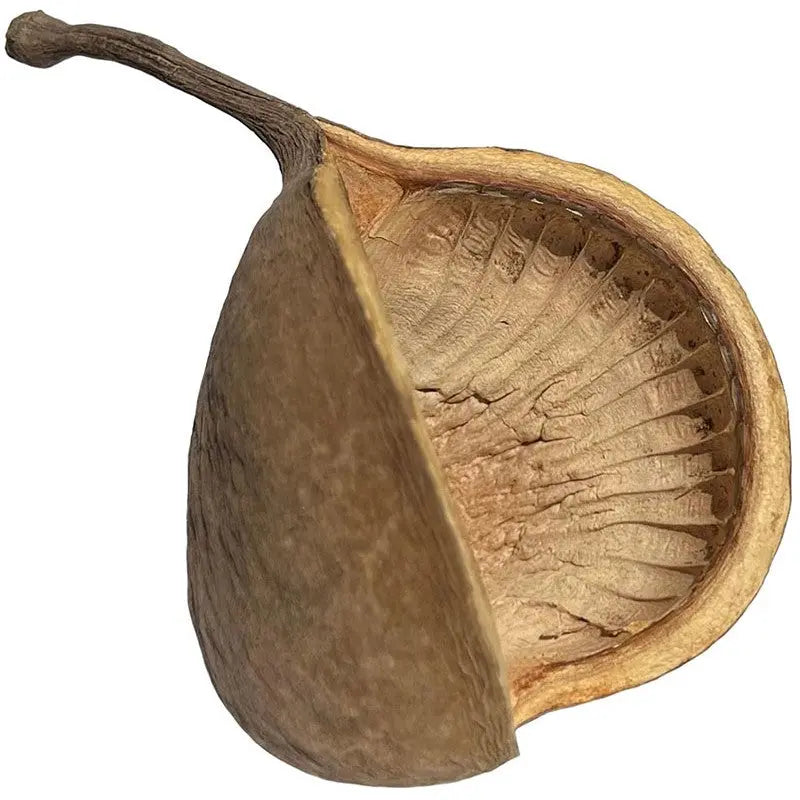 Lugarti’s Exquisite Buddha Nut Pods: An Ideal and Natural Addition for Your Terrarium or Aquarium