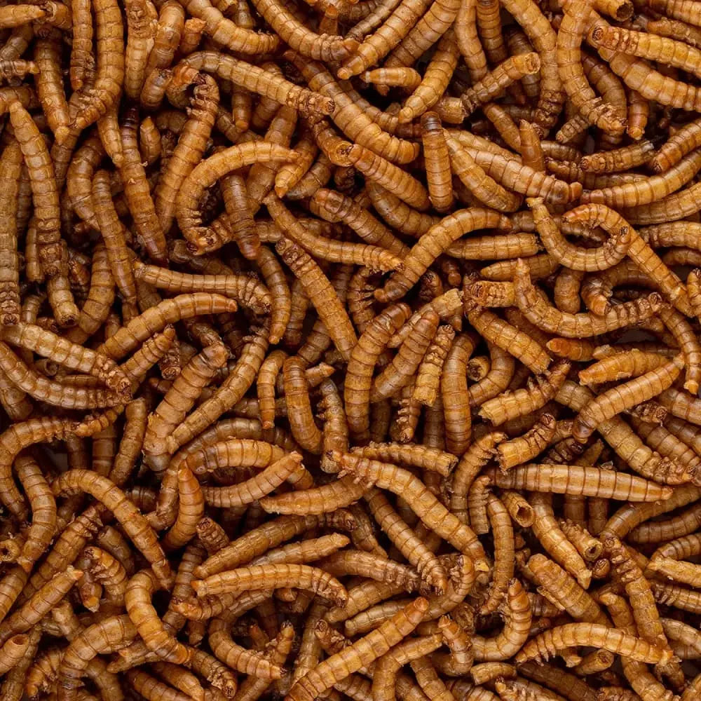 0.95-Ounce Freeze-Dried Mealworms: Healthy Treat for Insectivore Reptiles