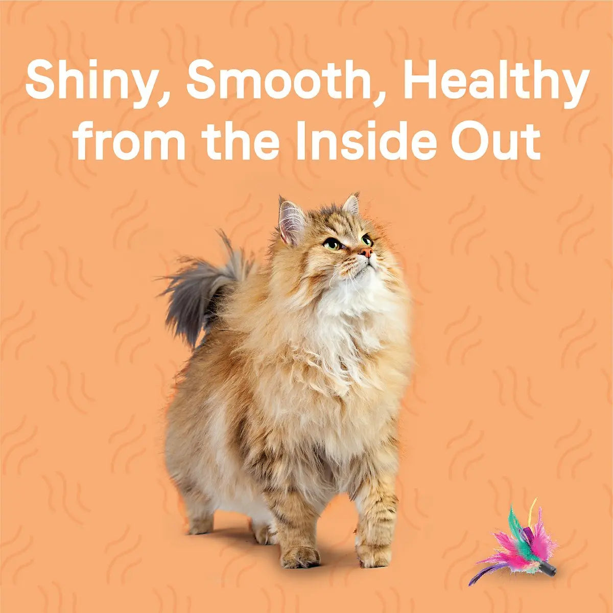 CANIDAE Premium Dry Cat Food Formula with Real Salmon for Optimal Skin & Coat Health