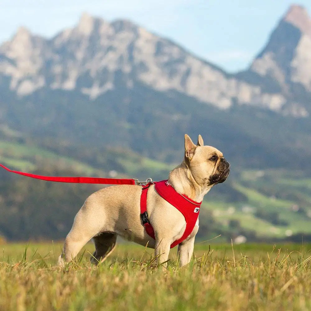 Adjustable Step-in Light Air-Mesh Dog Harness for Optimal Comfort