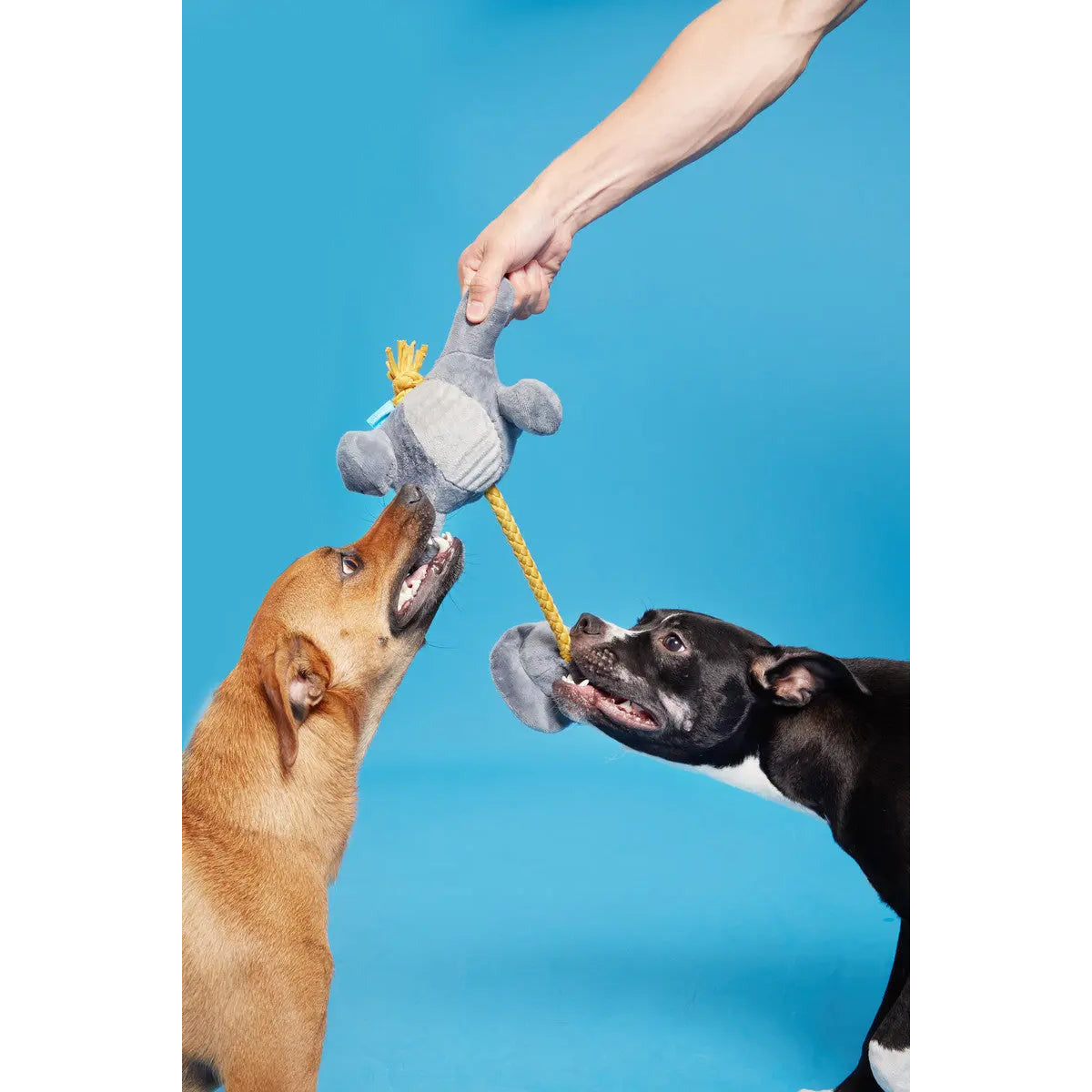 Herbivore BARK Herbert - A Thrilling Prehistoric Dog Toy
