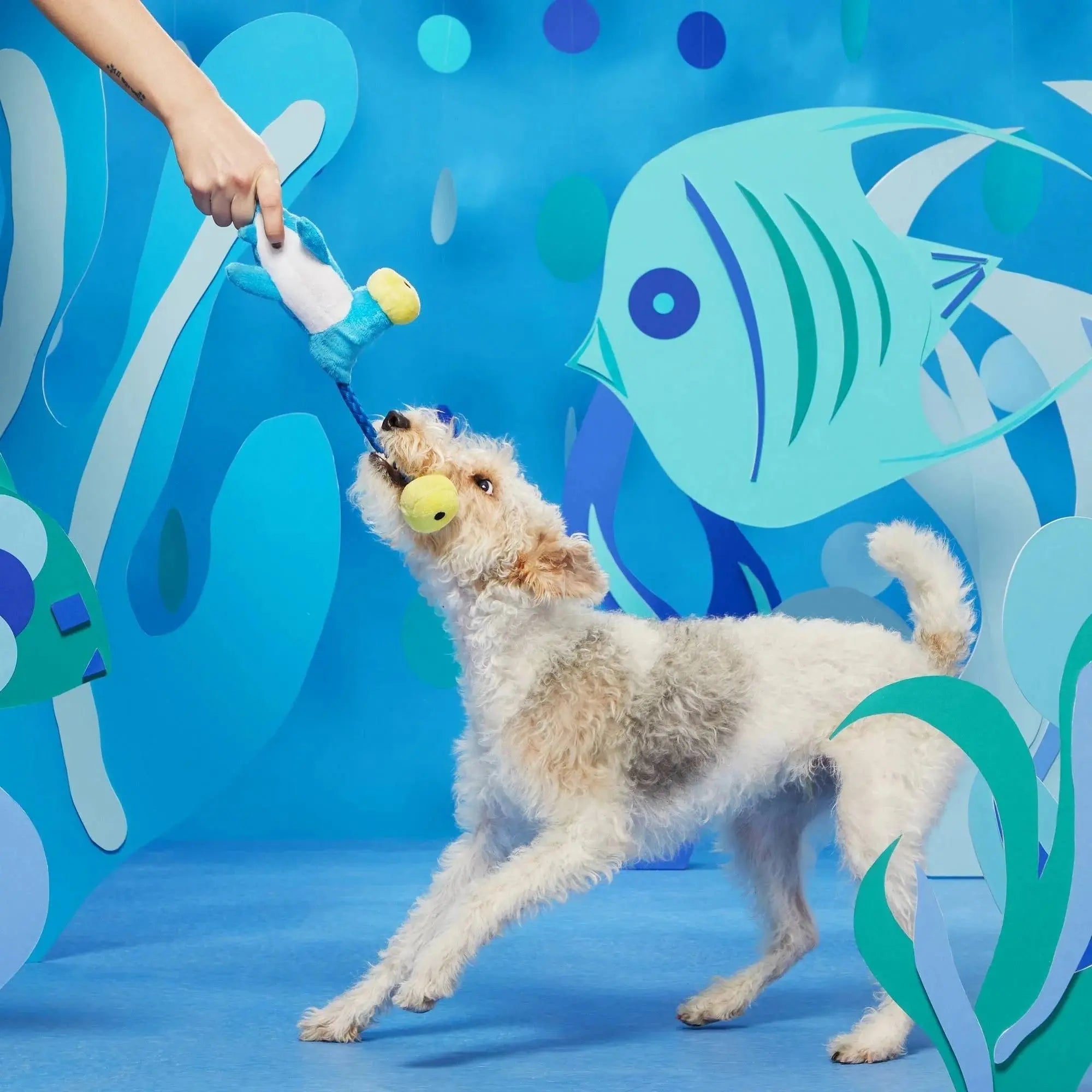 BARK Hammerin' Hank the Shark Interactive Dog Chew Toys for Canine Fun