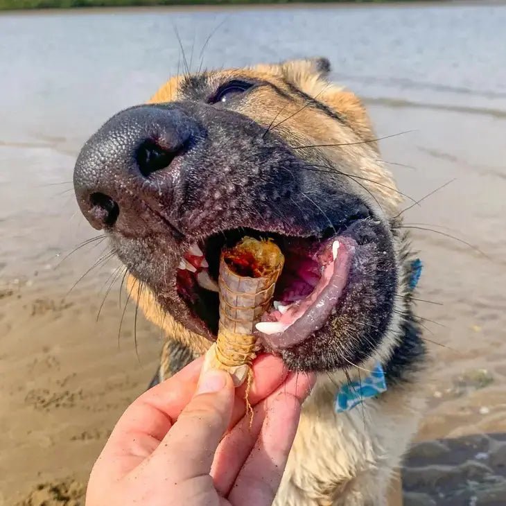 Lulu's Aussie Mantis Shrimp Prawn Chips - 5.6 oz Dog Treats