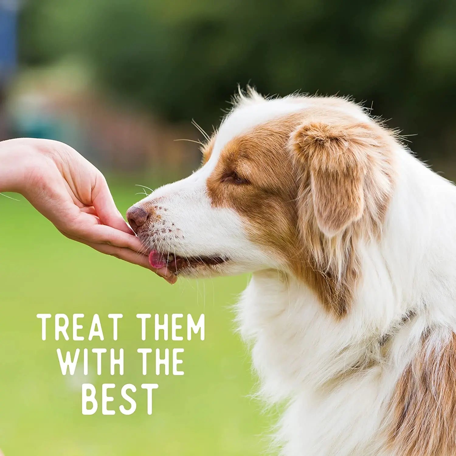 Beg & Barker All - Natural Air - Dried Whole Chicken Chip Dog Treats from USA
