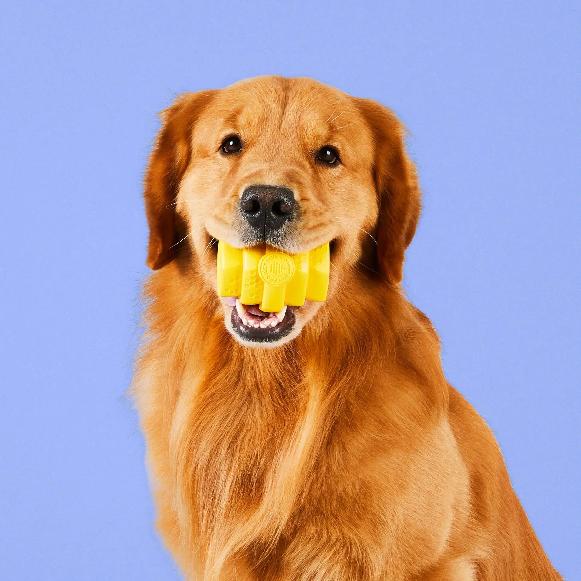 Project Hive Durable Multifunctional Chew Toy for Big Dogs from USA