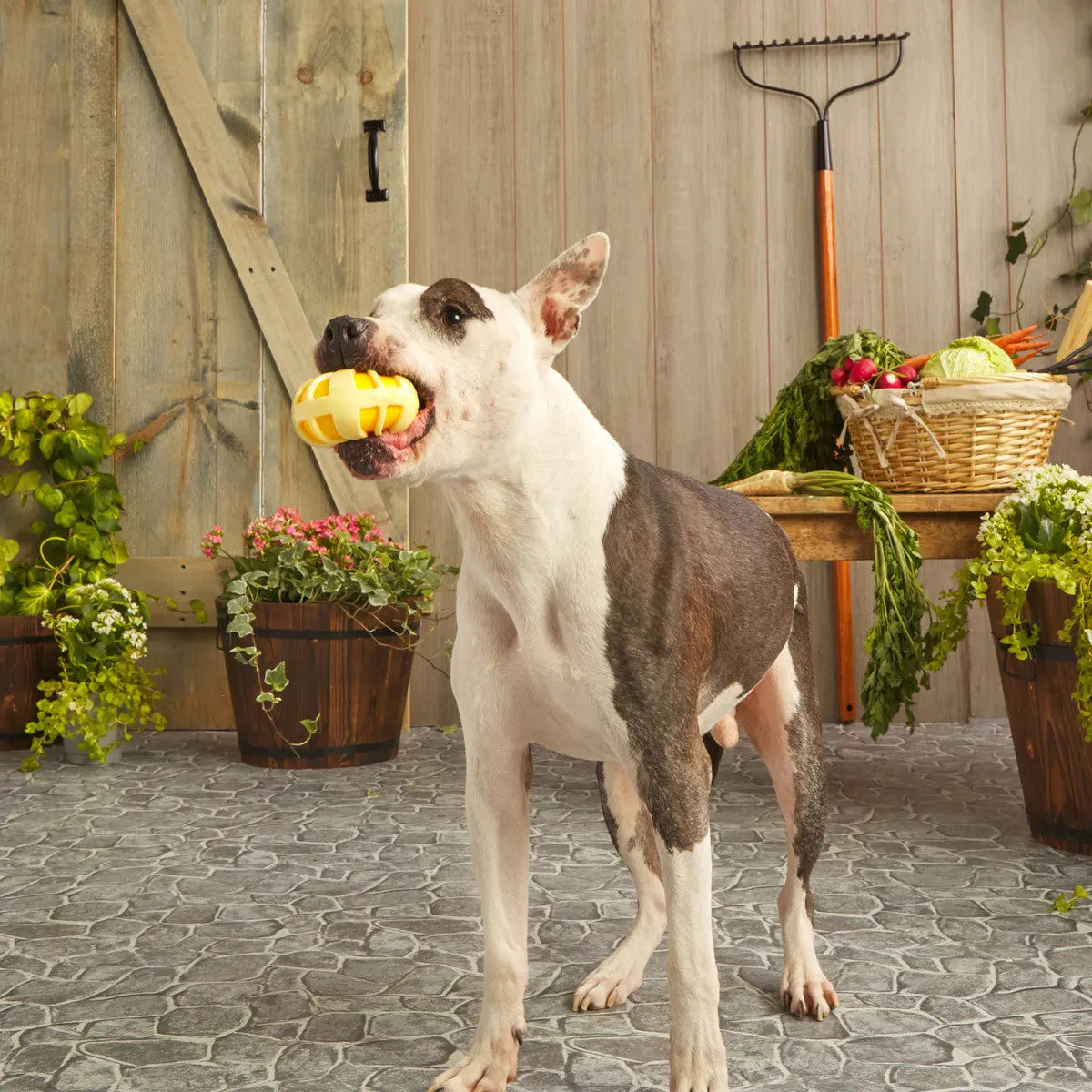 BARK Durable and Bouncy Burly Swirly Rubber Dog Chew Toys
