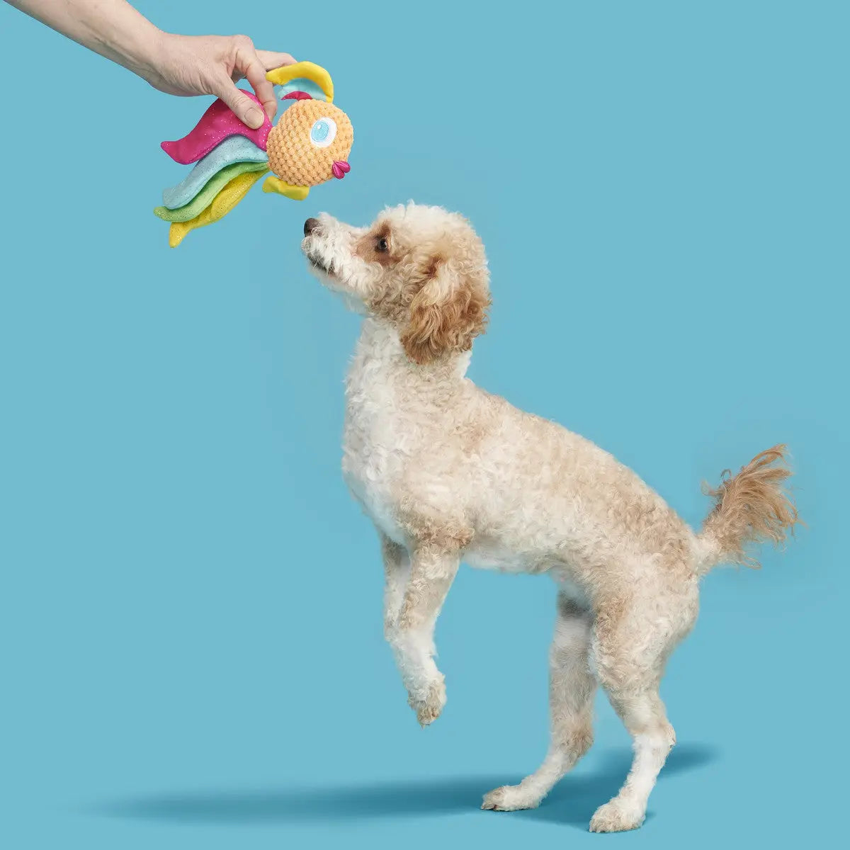 BARK Ahi Tina Super Soft and Colorful Plush Toy for Dogs