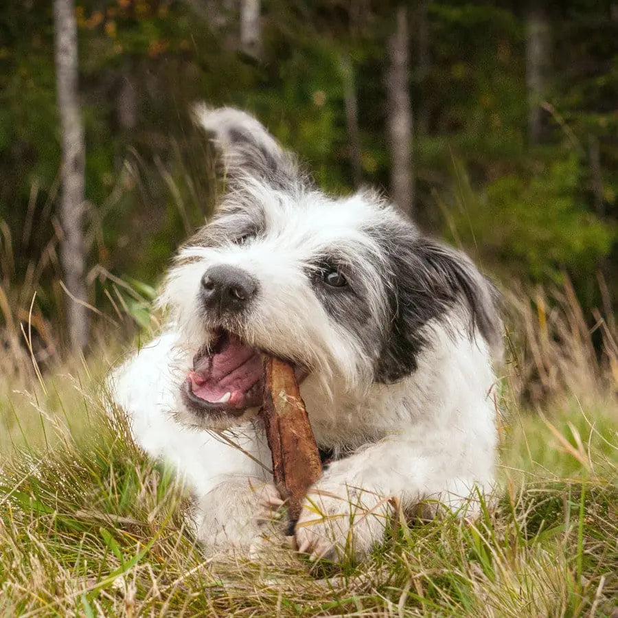 Cadet Natural Farm - Raised Beef Rib Bones Dog Chews with Savory Flavor