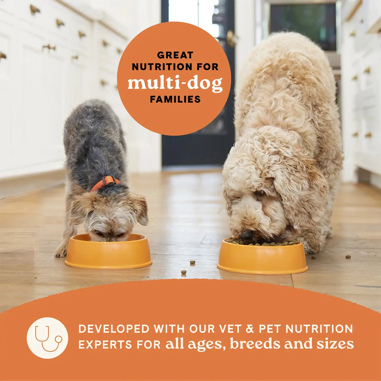 Premium All Life Stages Dry Dog Food with Real Salmon and Ancient Grains