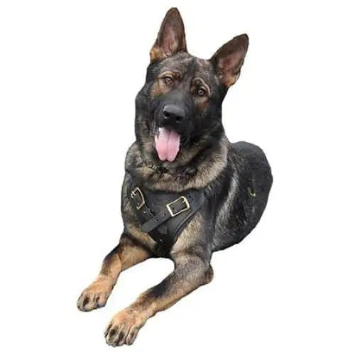 European Handmade Viper Invader Working Dog Harness with Sturdy Brass Hardware