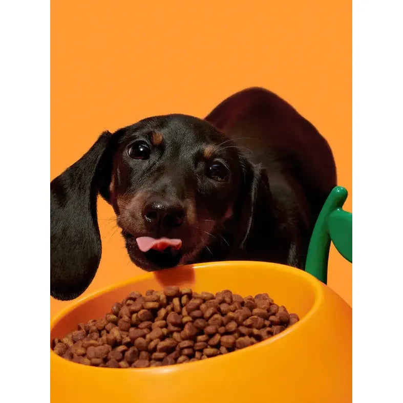 Vetreska Premium Juicy Pet Feeding Set: Bowl, Spoon and Non - Slip Mat in Tangerine Color