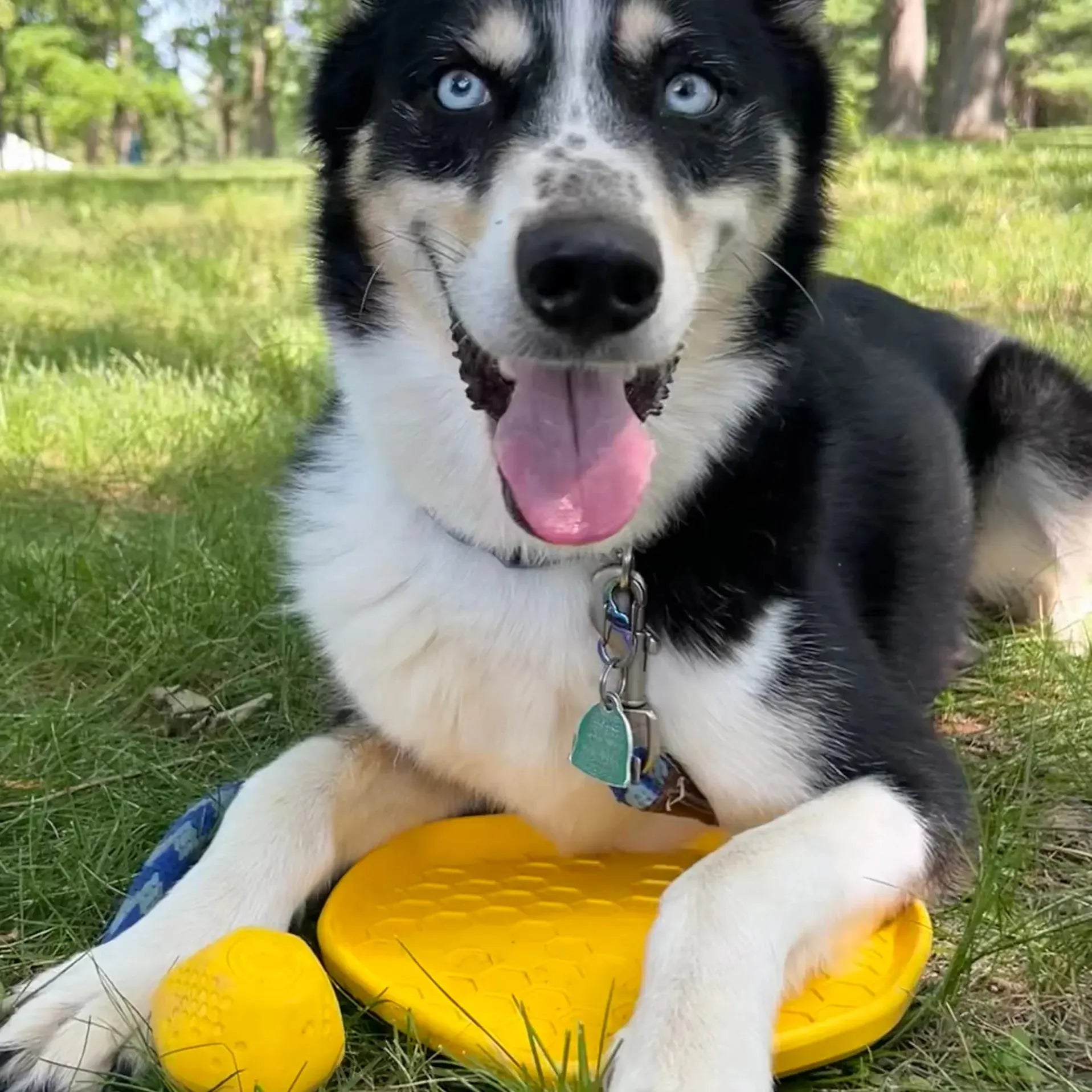 Project Hive Pet Company's Innovative Hive Dog Disc Lick Pad - A Versatile and Safe Dog Toy