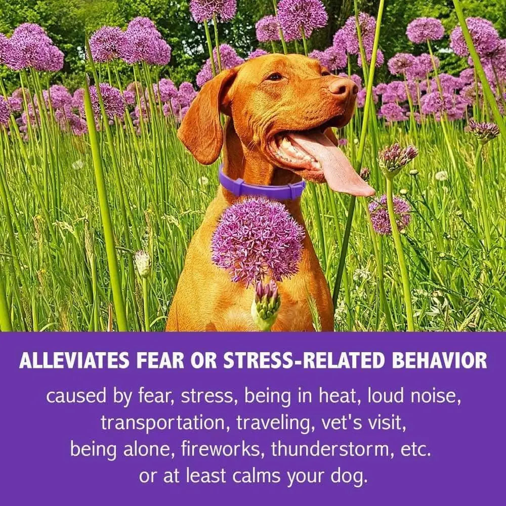 All - Natural Calming Collar for Dogs to Help Your Furry Friend Feel Secure, Happy and Relaxed