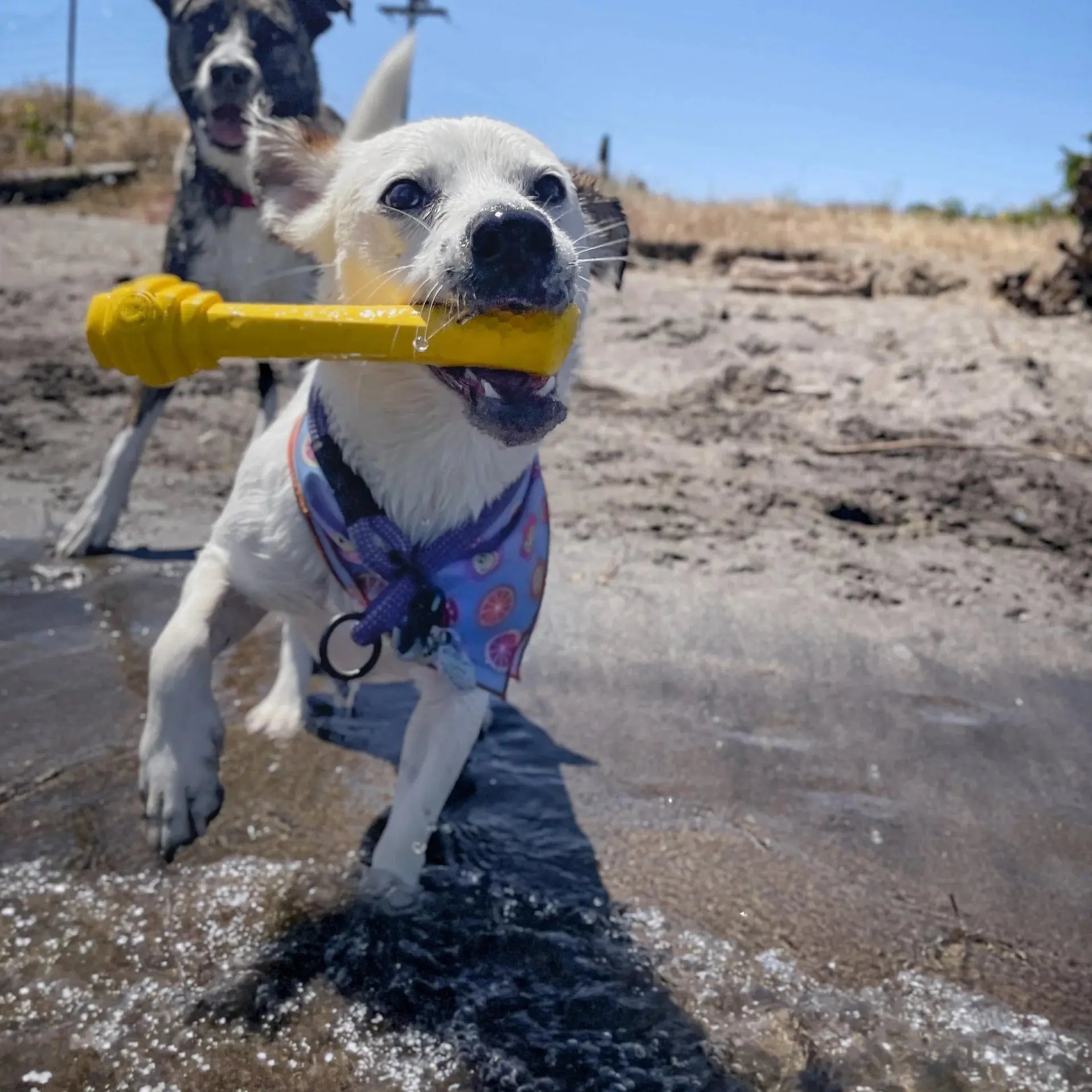 Project Hive Pet Company's Revolutionary Multifunctional Hive Stick Dog Fetch and Chew Toy
