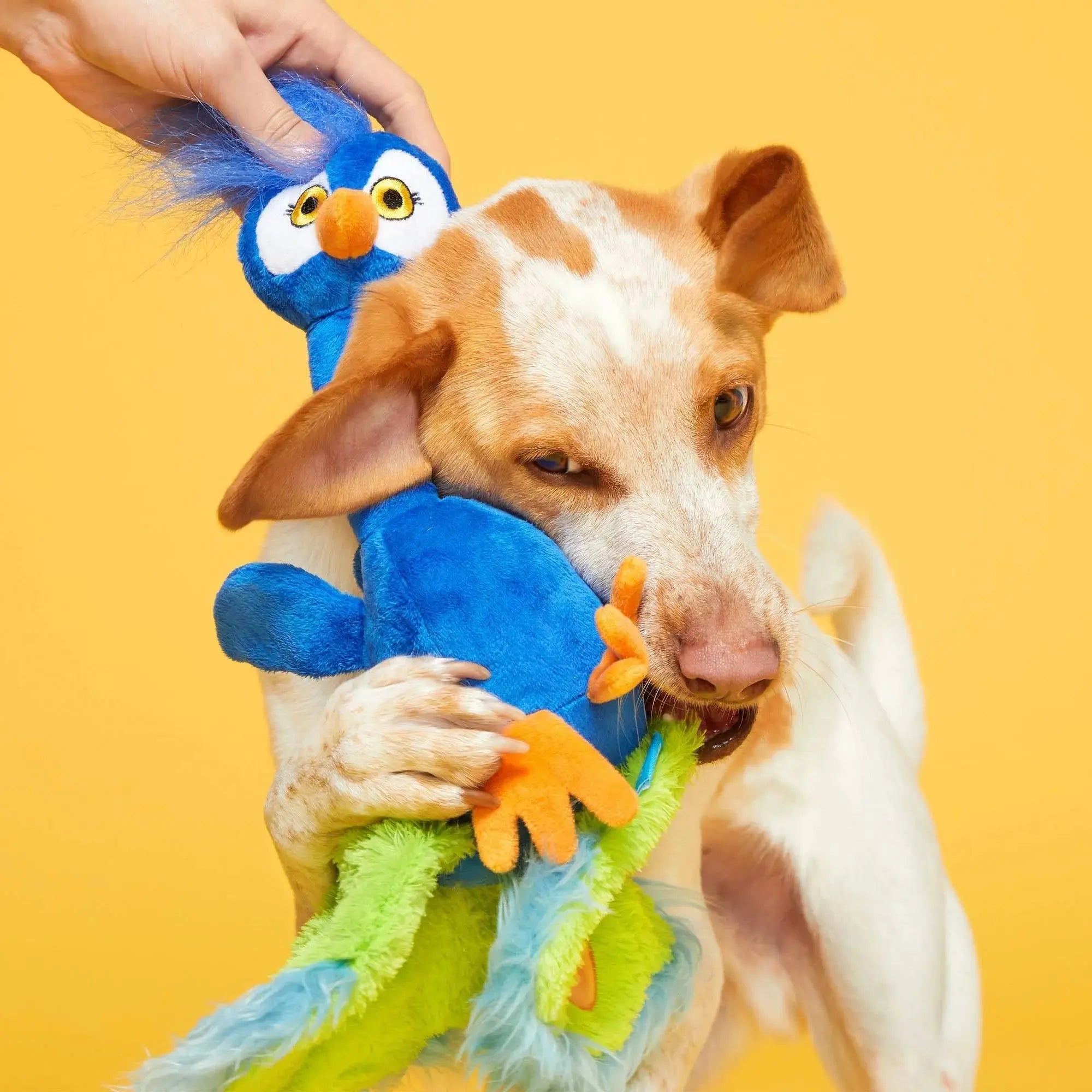 Exclusive BARK Pop Peacock Interactive Dog Toy for Playful Pups