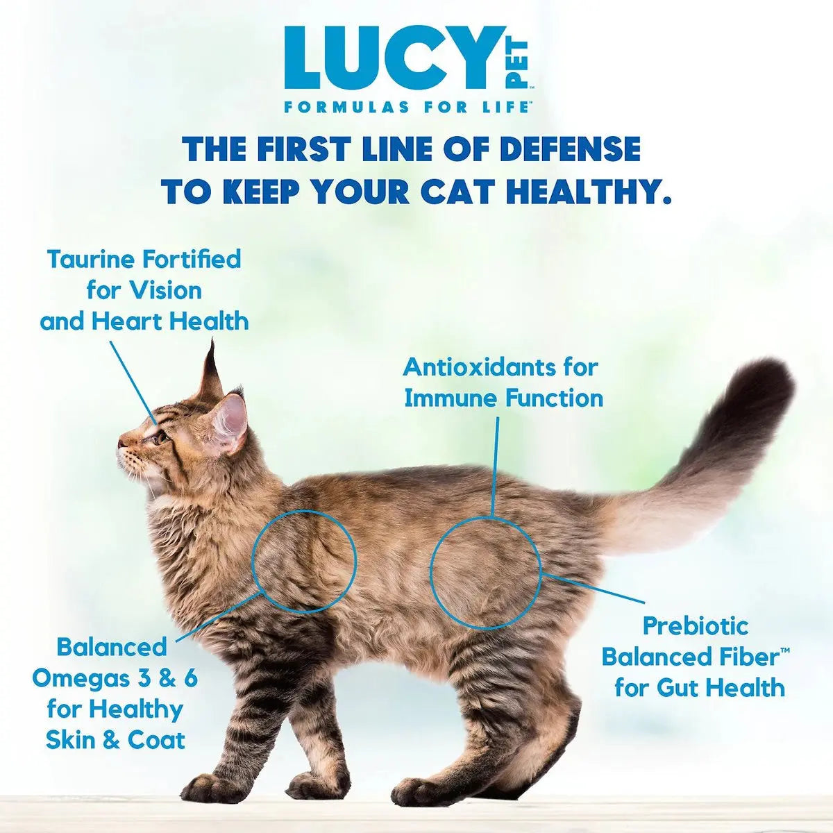 Lucy Pet Products Formulas for Life Premium Dry Cat Food with Wild Alaskan Salmon, Nutritious Pumpkin & High - Quality Quinoa