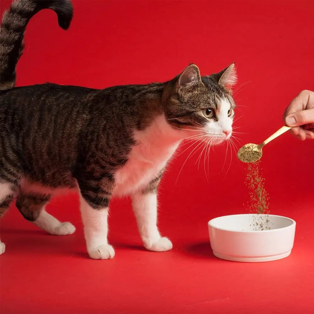 Missing Link Original Vegetarian Digestive Supplement for Dogs and Cats, 1 Pound