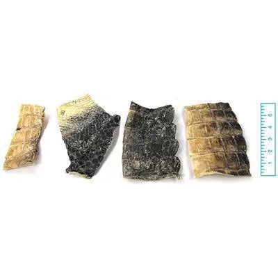 Tuesday's Natural Dog Company Bulk Alligator Skin Chews for Dogs