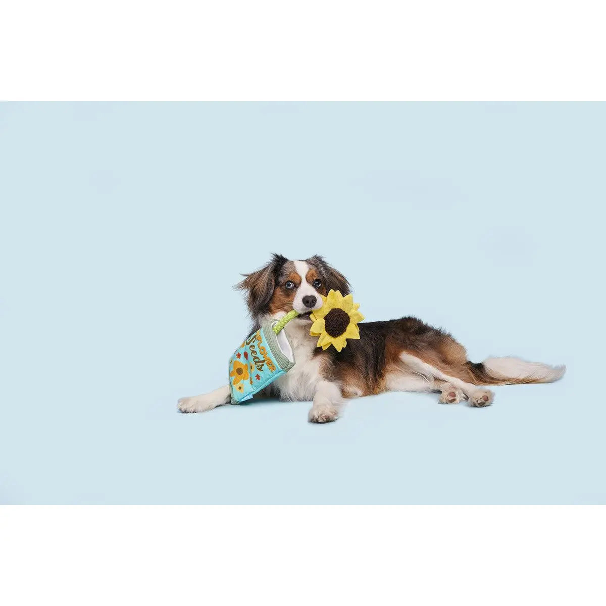 BARK Interactive Funflower Seeds Rope Squeaky Dog Toy for Small to Medium Dogs