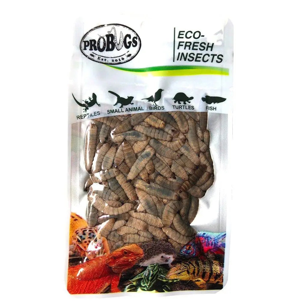 Eco-Fresh Pro Bugs Black Soldier Fly Larvae: Ideal Food for Fish, Lizards, Turtles & Birds