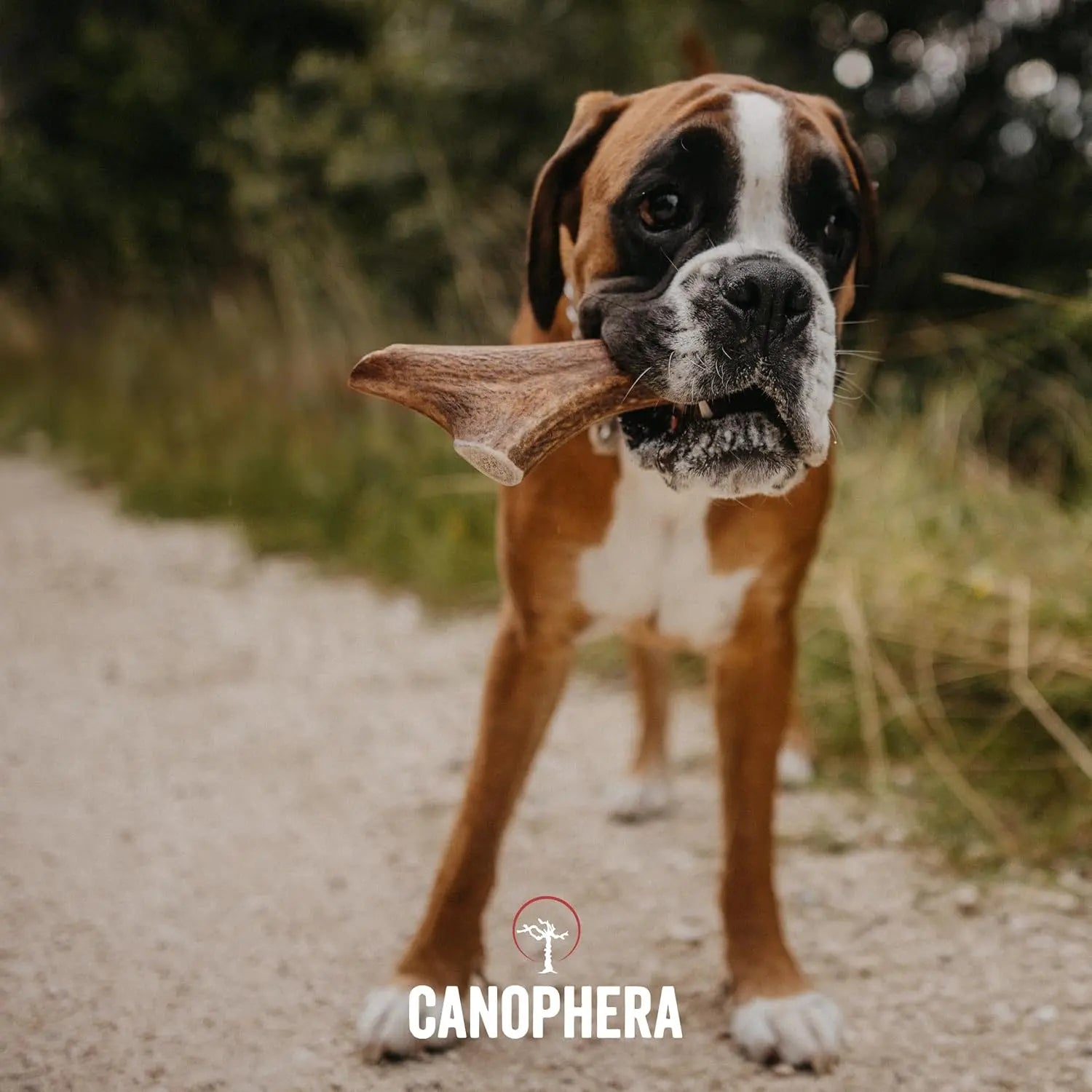 Canophera All - Natural Grade - A Whole Red Deer Antler Dog Chews for Healthy Teeth