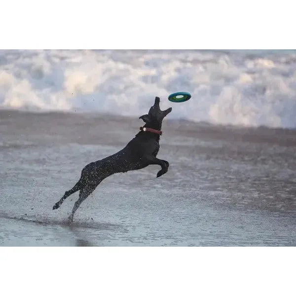 Canine Matrix All - Natural 200g Joint Supplement for Dogs and Cats