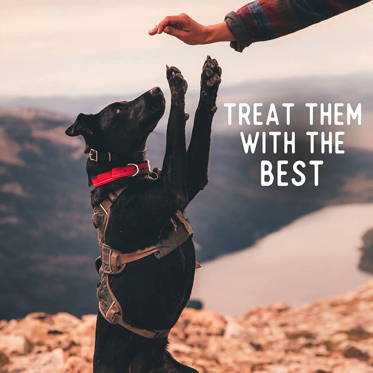 Beg & Barker Premium Air - Dried Beef Heart Chip Dog Treats