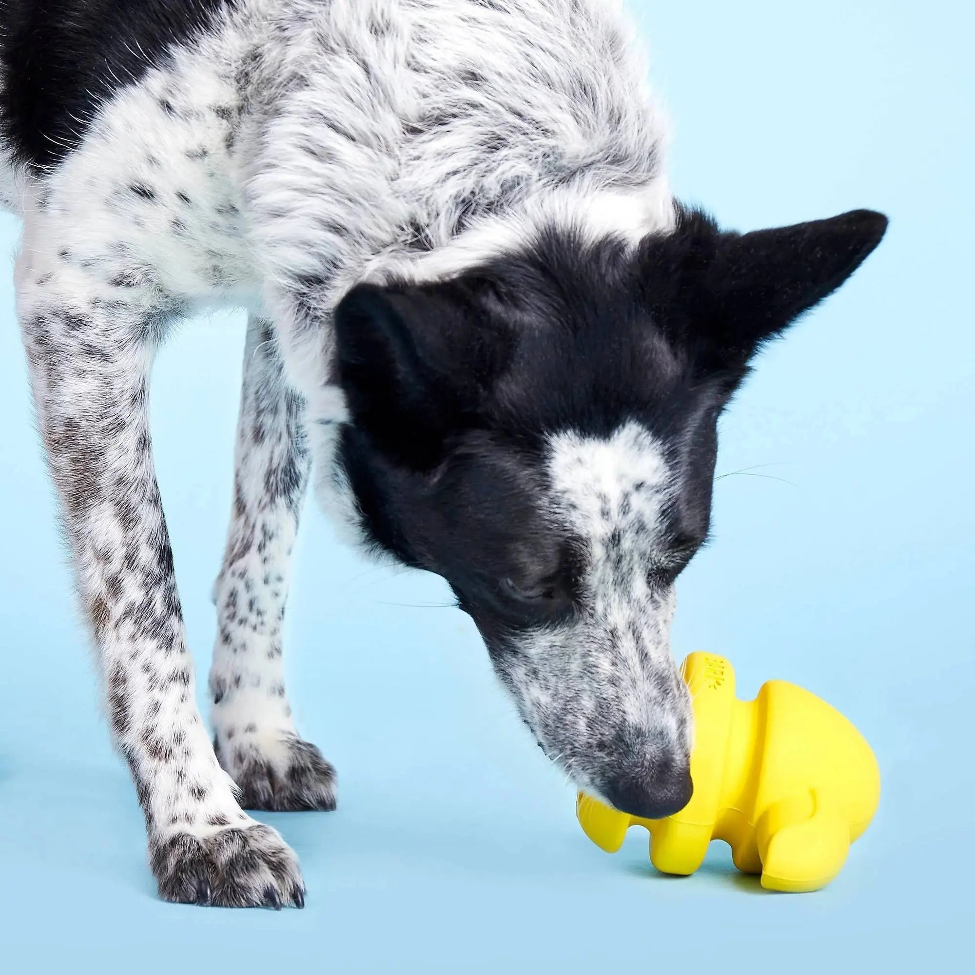 BARK Fowl Play Interactive Rooster Dog Chew Toys for Active Puppies