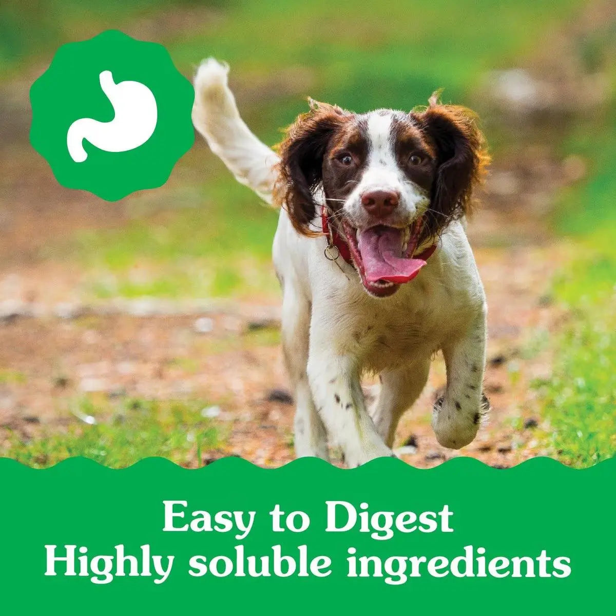 Delicious Greenies Dental Treats Specially Designed for Puppies Aged 6 Months and Above