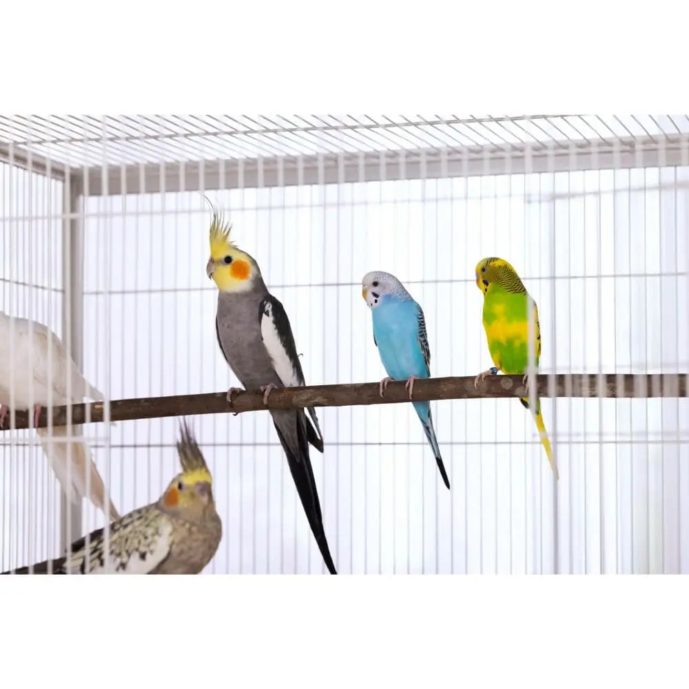 Prevue Pet Products Chalk White Small Bird Flight Cage F041 with Stand
