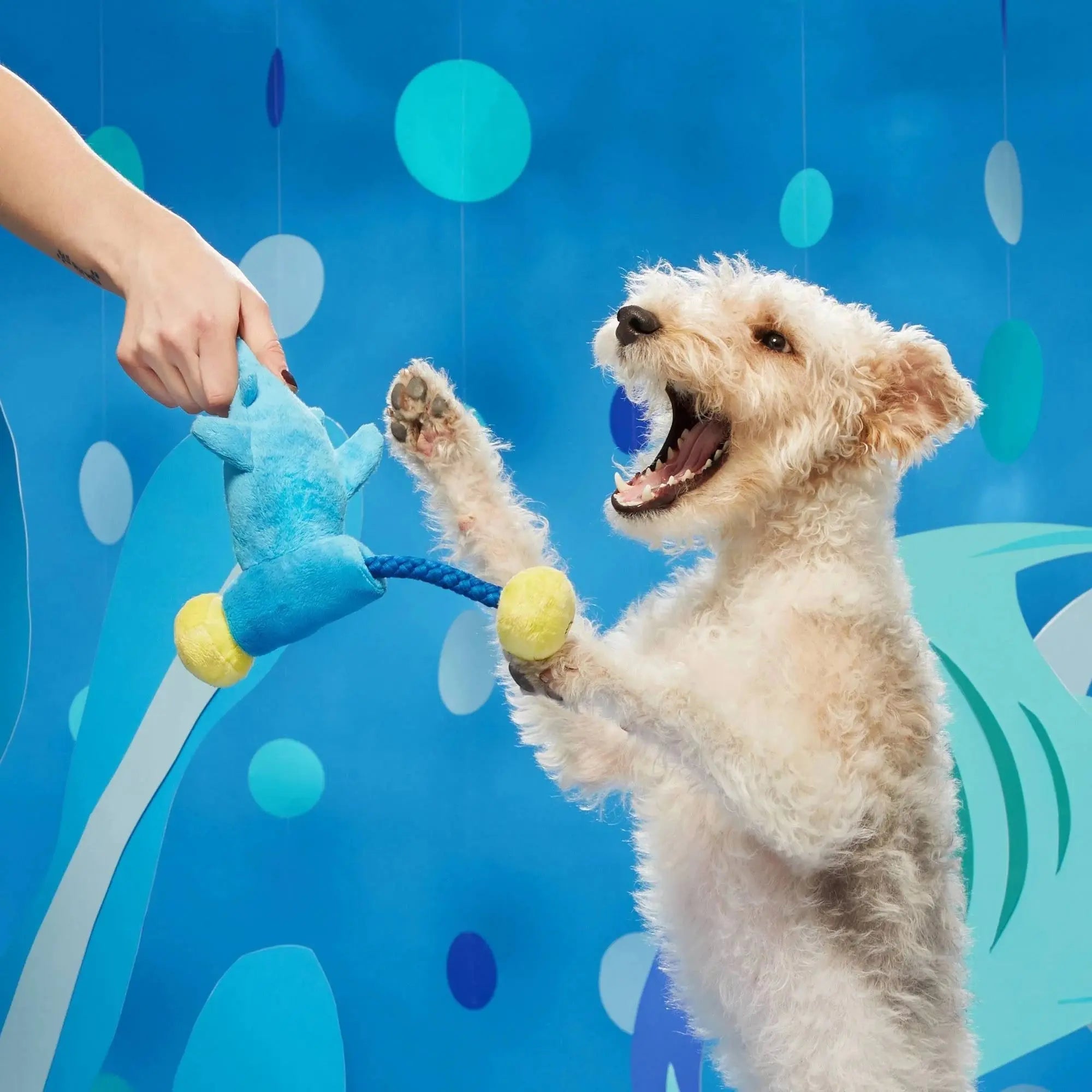 BARK Hammerin' Hank the Shark Interactive Dog Chew Toys for Canine Fun
