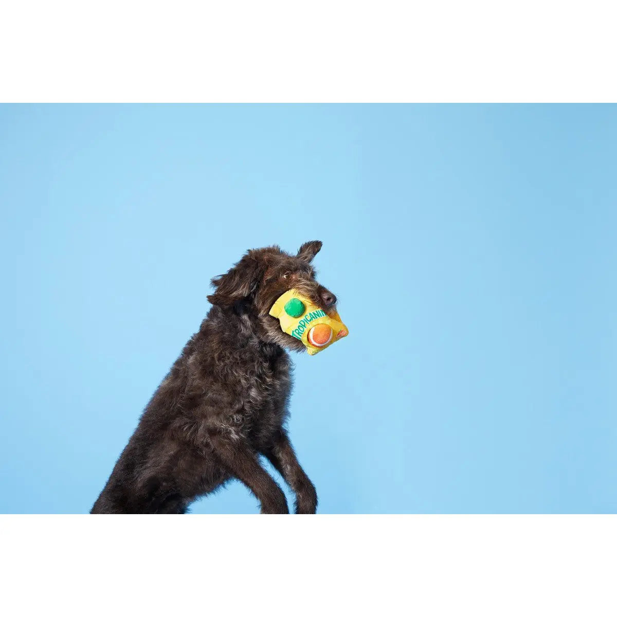 BARK Fresh and Squeaky Orange Juice Style Dog Toys for Exciting Play