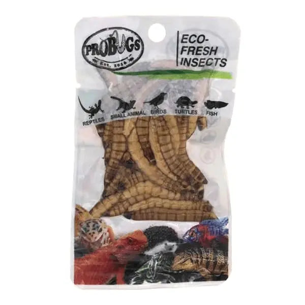 Eco-Fresh Pro Bugs Superworms: Ideal Food for Lizards, Turtles, Birds & Koi