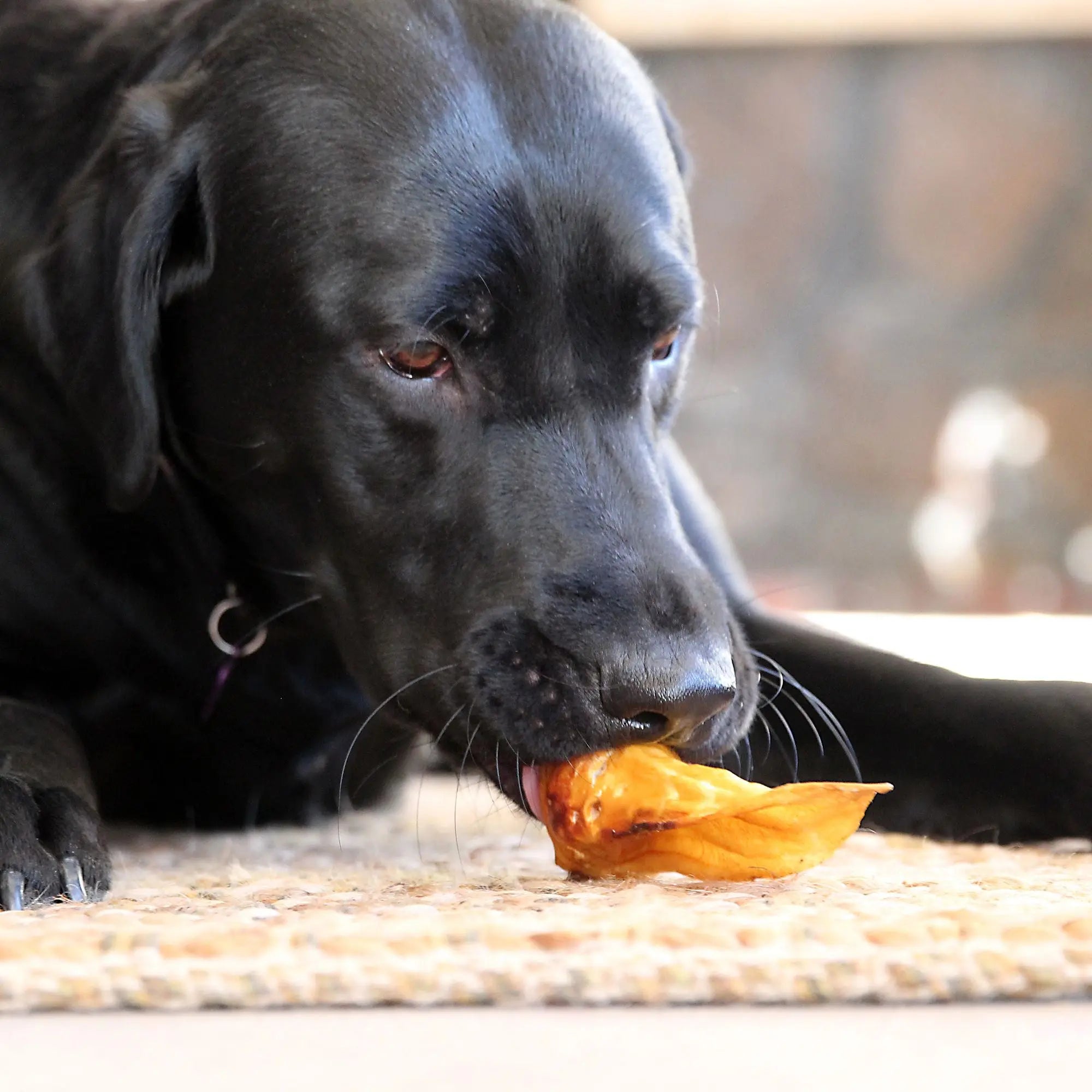 Wild Eats® Premium New Zealand Grass - Fed Natural Lamb Ear Chews for Dogs