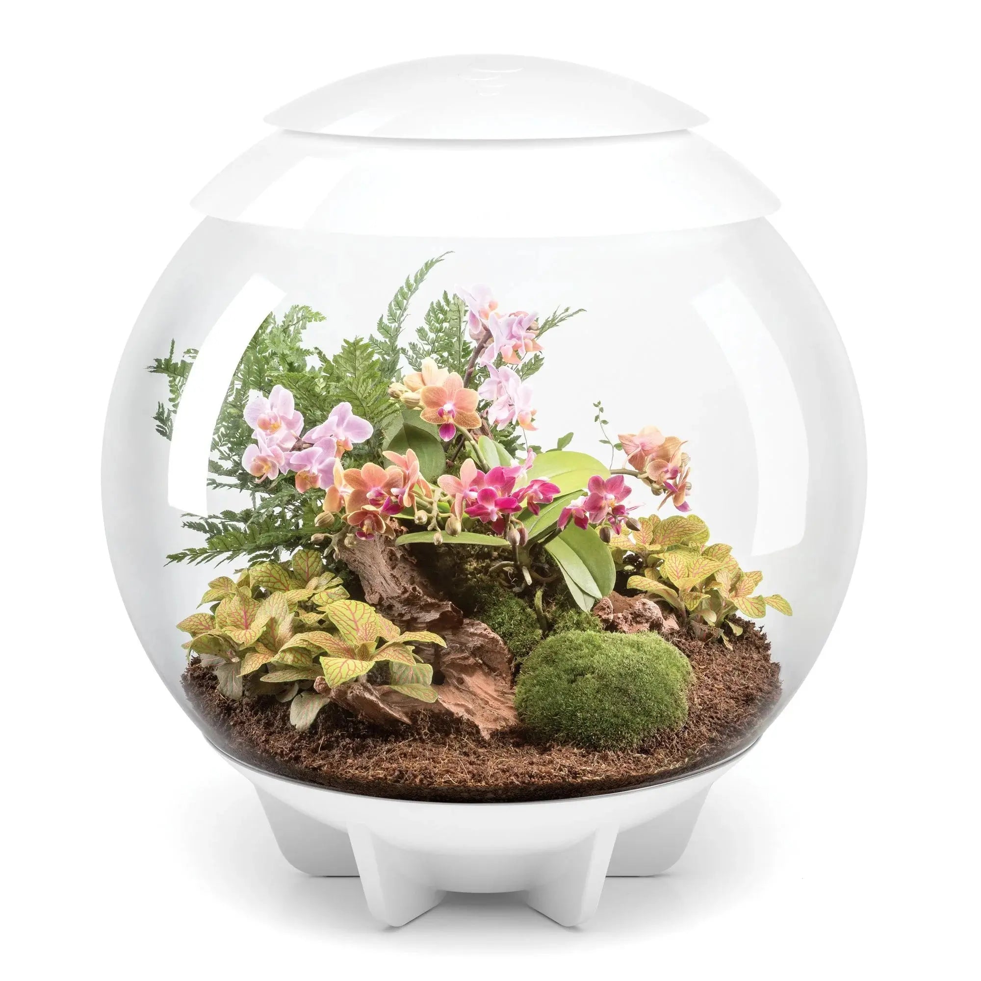 BiOrb AIR 60 Modern Glossy Terrarium for Tropical Plants and Creatures