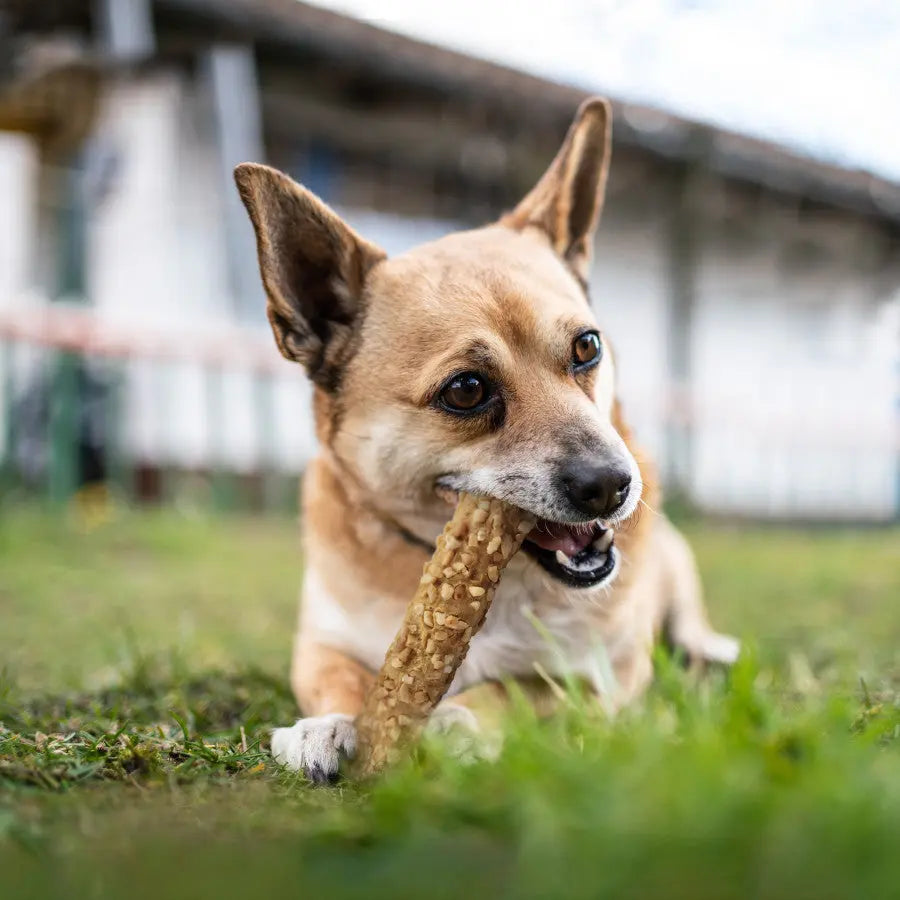 Cadet Smart Hide Rawhide-Free Digestible Dog Chews for a Unique Canine Treating Experience