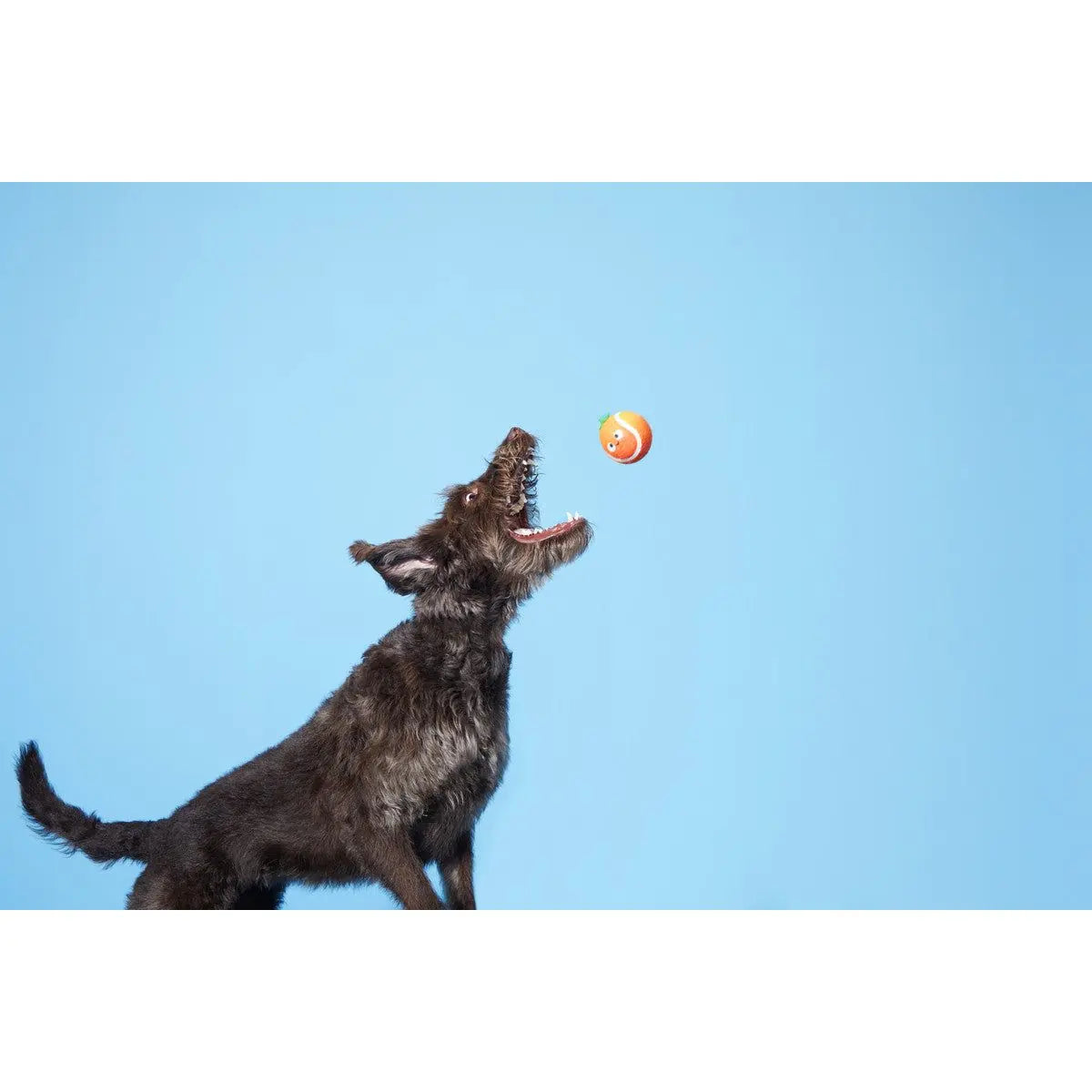 BARK Fresh and Squeaky Orange Juice Style Dog Toys for Exciting Play