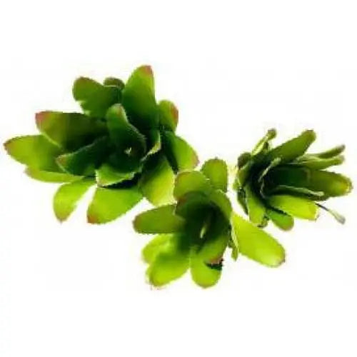 Realistic Bromeliads Plants for Terrarium, Aquarium and Habitat Decoration