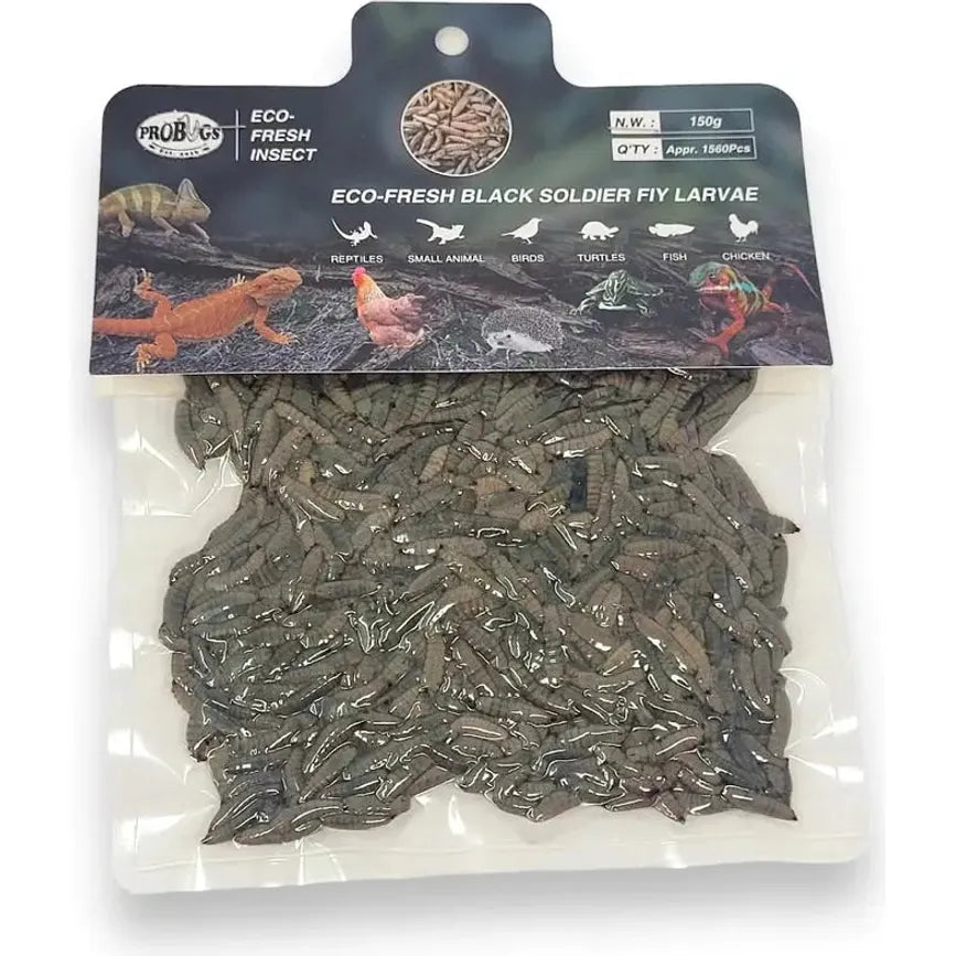 Eco-Fresh Pro Bugs Black Soldier Fly Larvae: Ideal Food for Fish, Lizards, Turtles & Birds