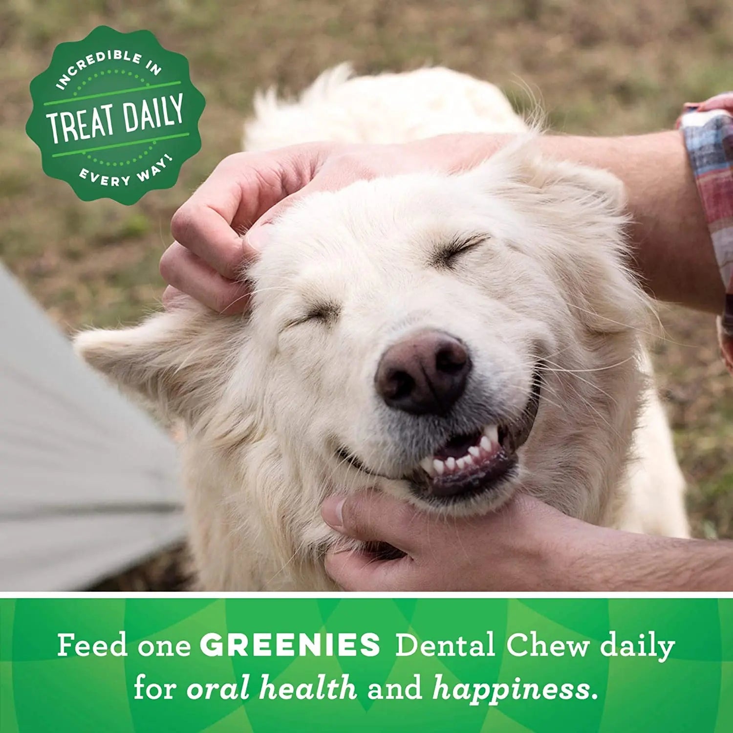 GREENIES Original Natural Dental Chews for Dogs: Oral Health Treats