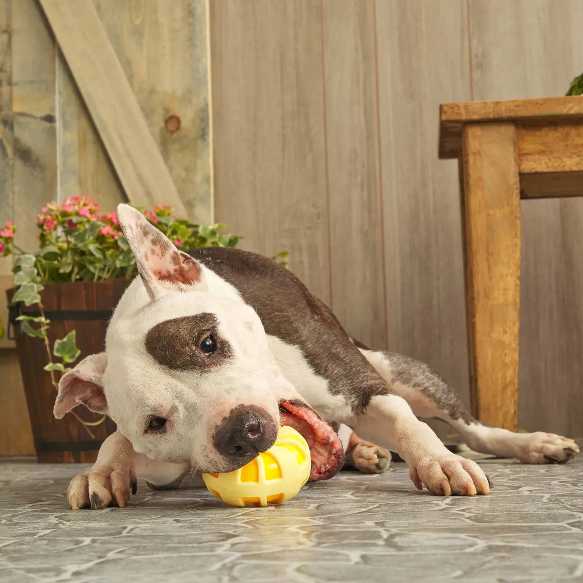 BARK Durable and Bouncy Burly Swirly Rubber Dog Chew Toys